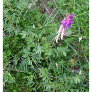 hedysarum hedysaroides (l.) schinz et thell.