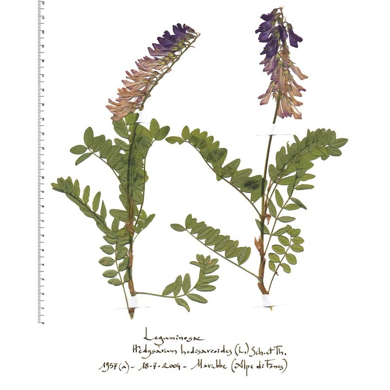 hedysarum hedysaroides (l.) schinz et thell.