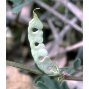 hippocrepis biflora spreng.