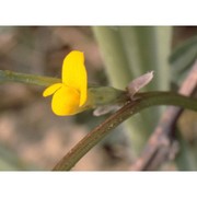 hippocrepis biflora spreng.