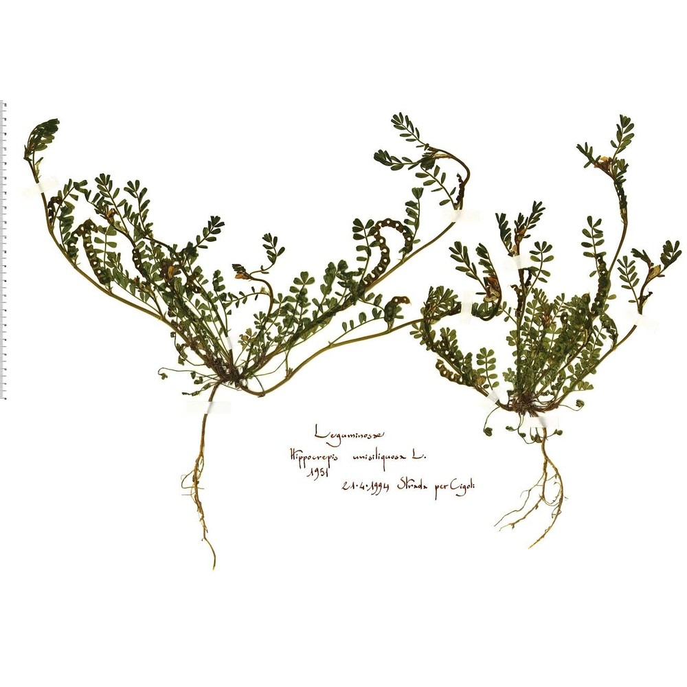 hippocrepis biflora spreng.