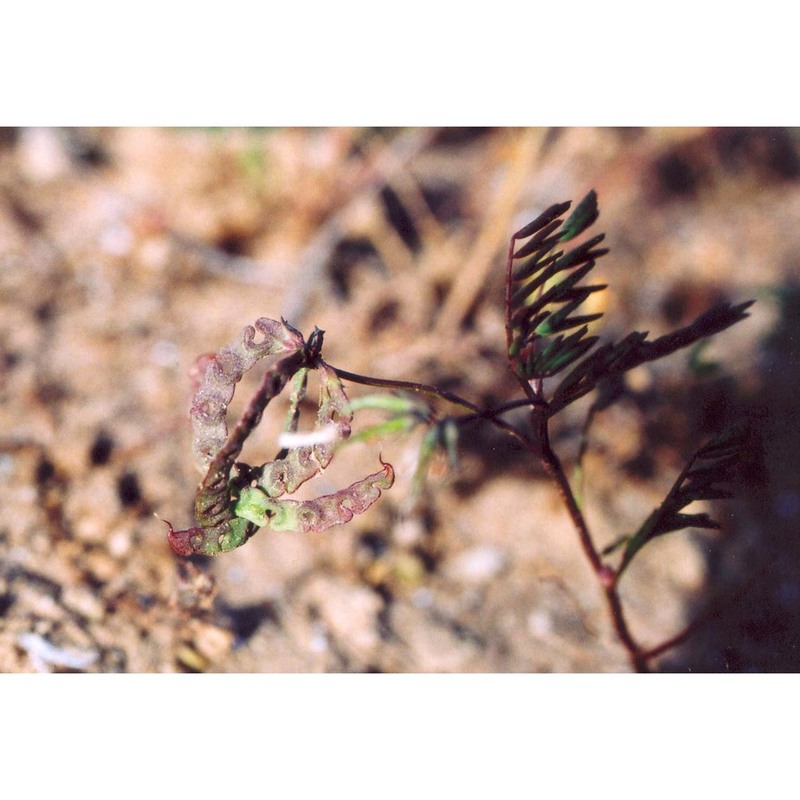 hippocrepis multisiliquosa l.