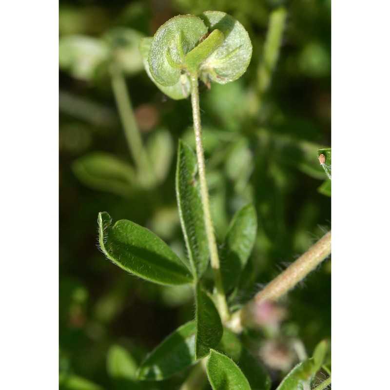 hymenocarpos circinnatus (l.) savi