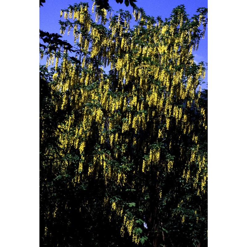 laburnum alpinum (mill.) bercht. et j. presl