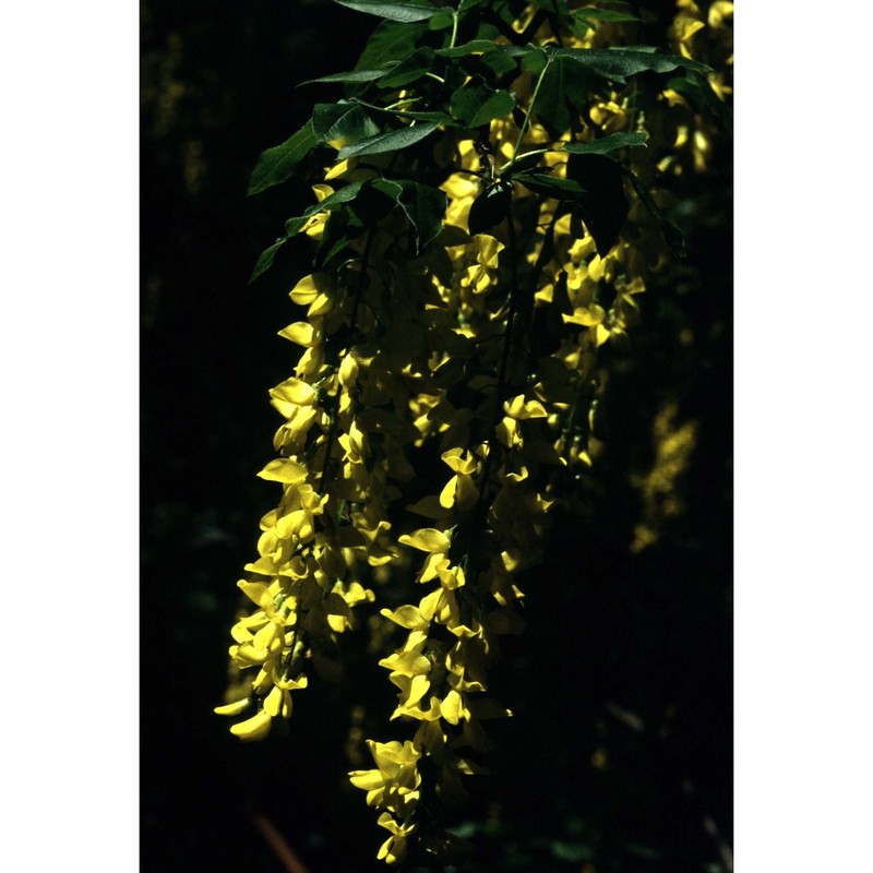 laburnum alpinum (mill.) bercht. et j. presl