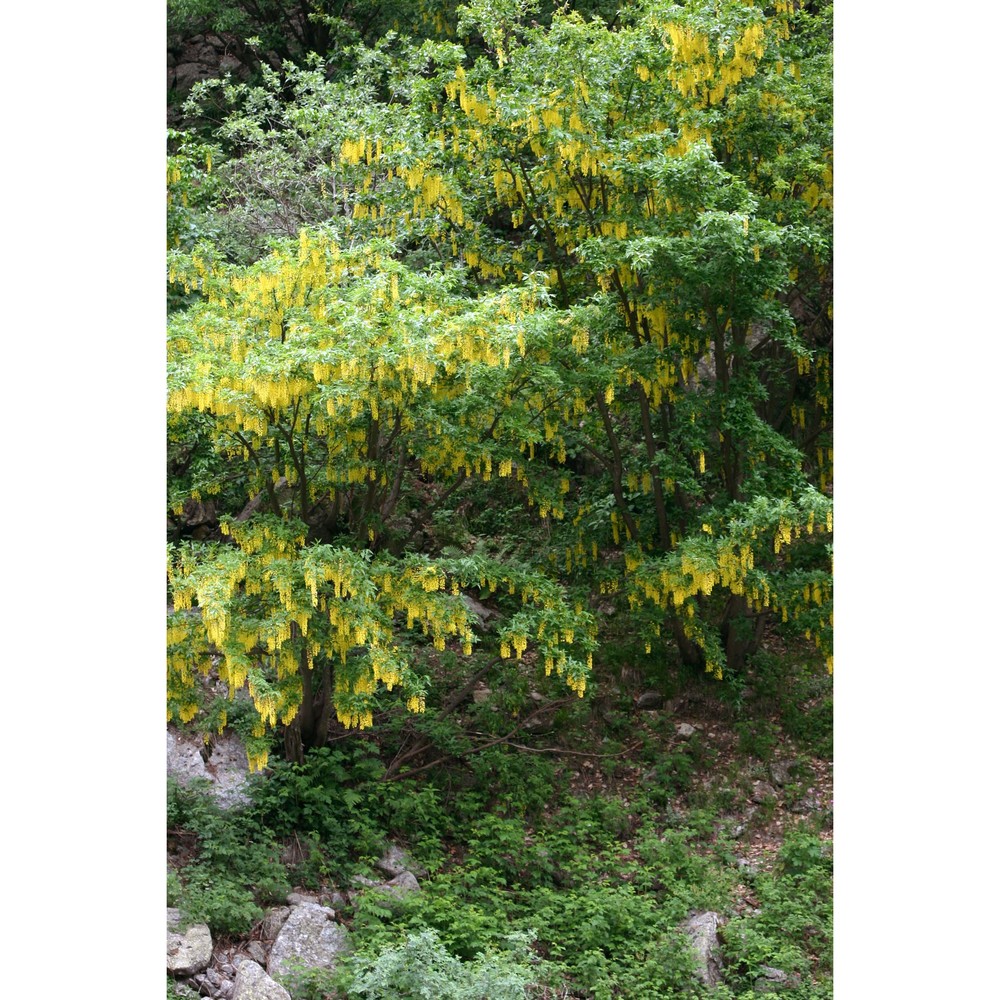 laburnum alpinum (mill.) bercht. et j. presl