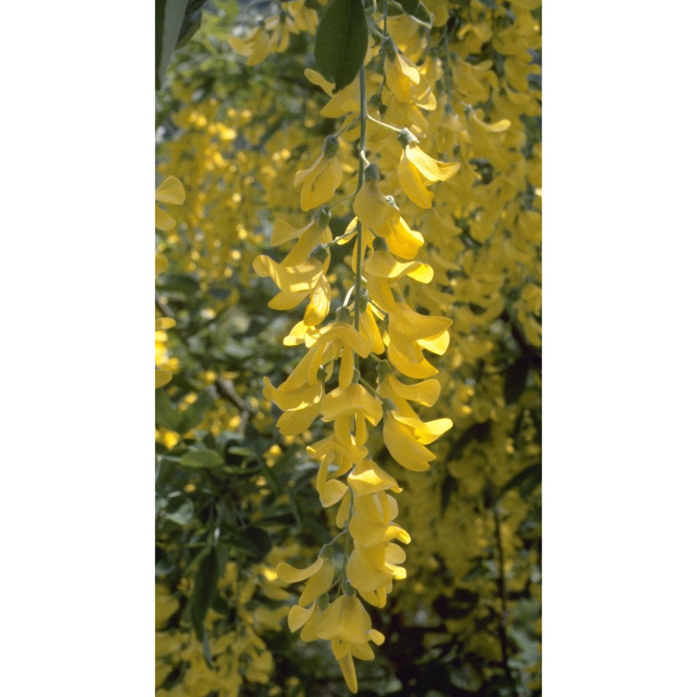 laburnum anagyroides medik.