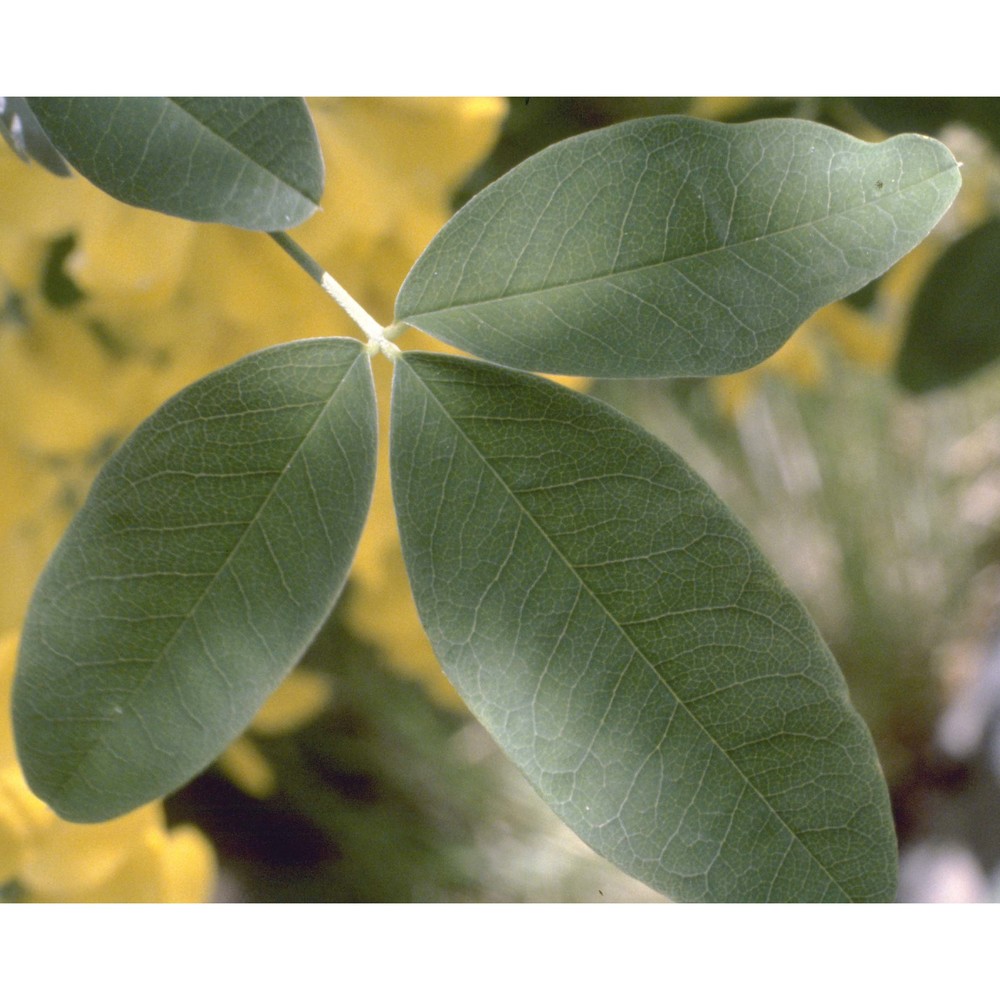 laburnum anagyroides medik.