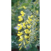 laburnum anagyroides medik.