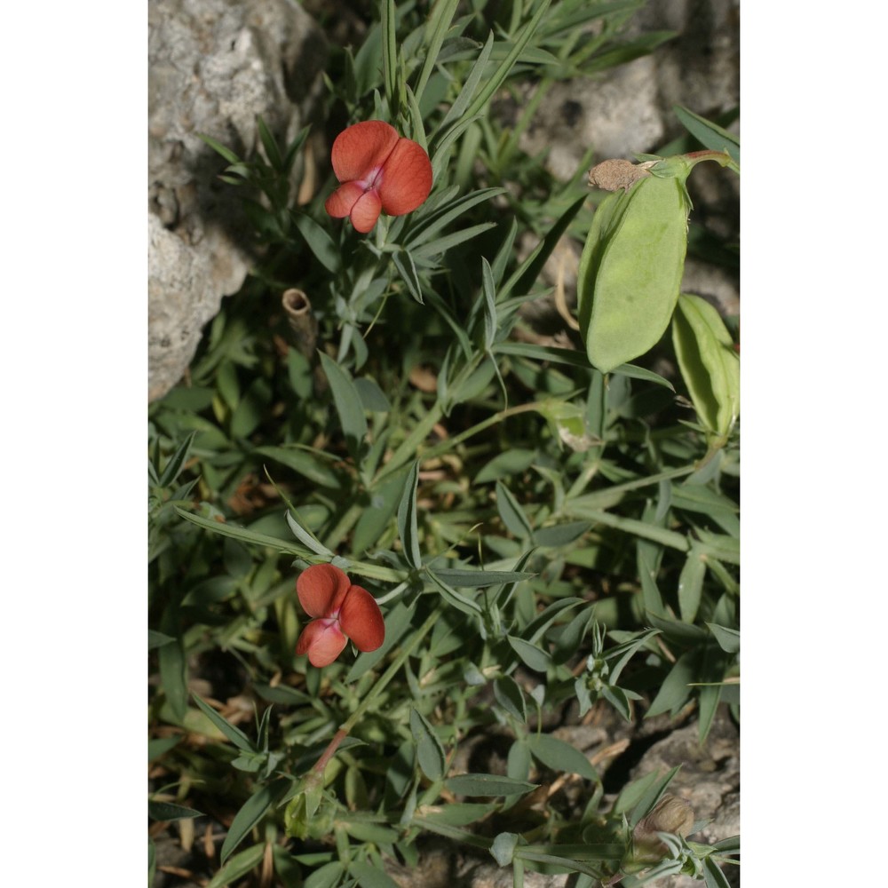 lathyrus amphicarpos l.