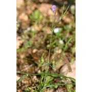 lathyrus angulatus l.