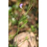 lathyrus angulatus l.