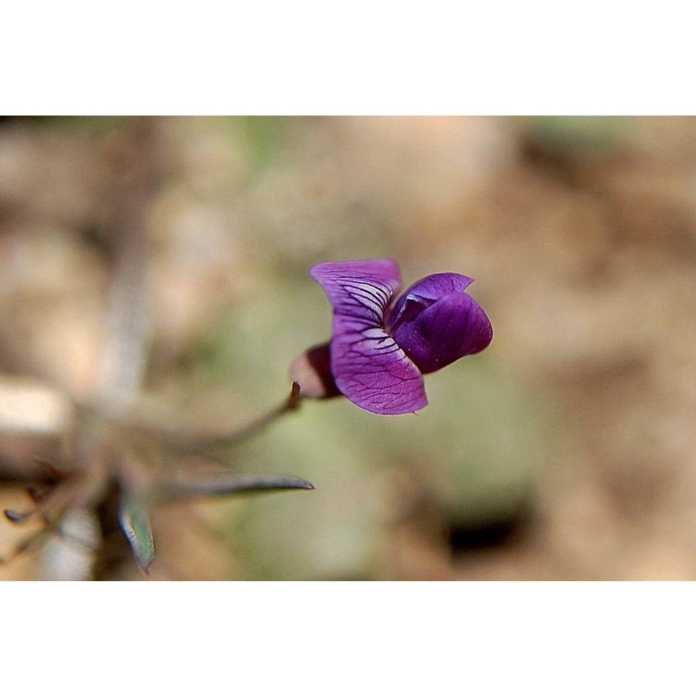 lathyrus angulatus l.