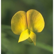 lathyrus annuus l.