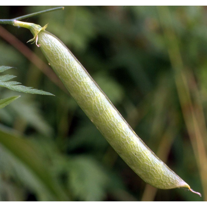 lathyrus annuus l.