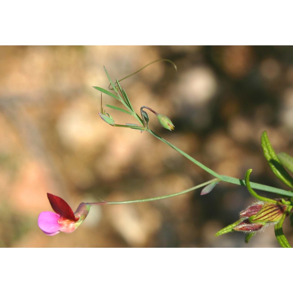 lathyrus articulatus l.