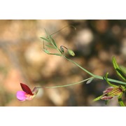 lathyrus articulatus l.