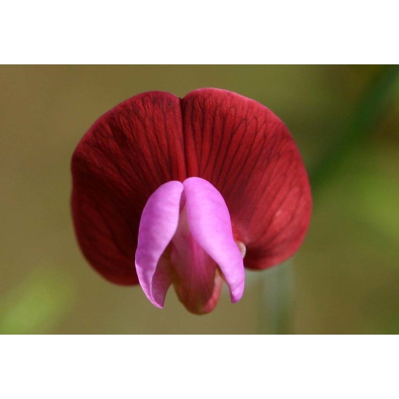 lathyrus articulatus l.