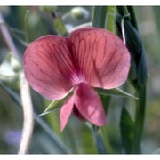 lathyrus cicera l.