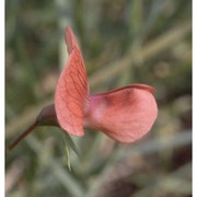 lathyrus cicera l.