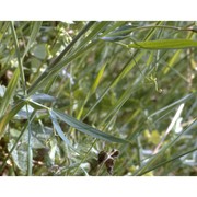 lathyrus cicera l.