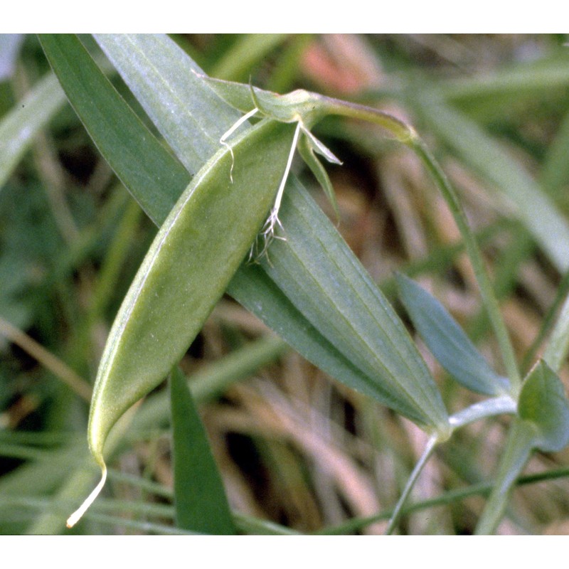 lathyrus cicera l.