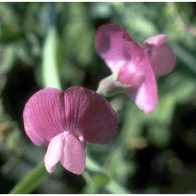 lathyrus clymenum l.