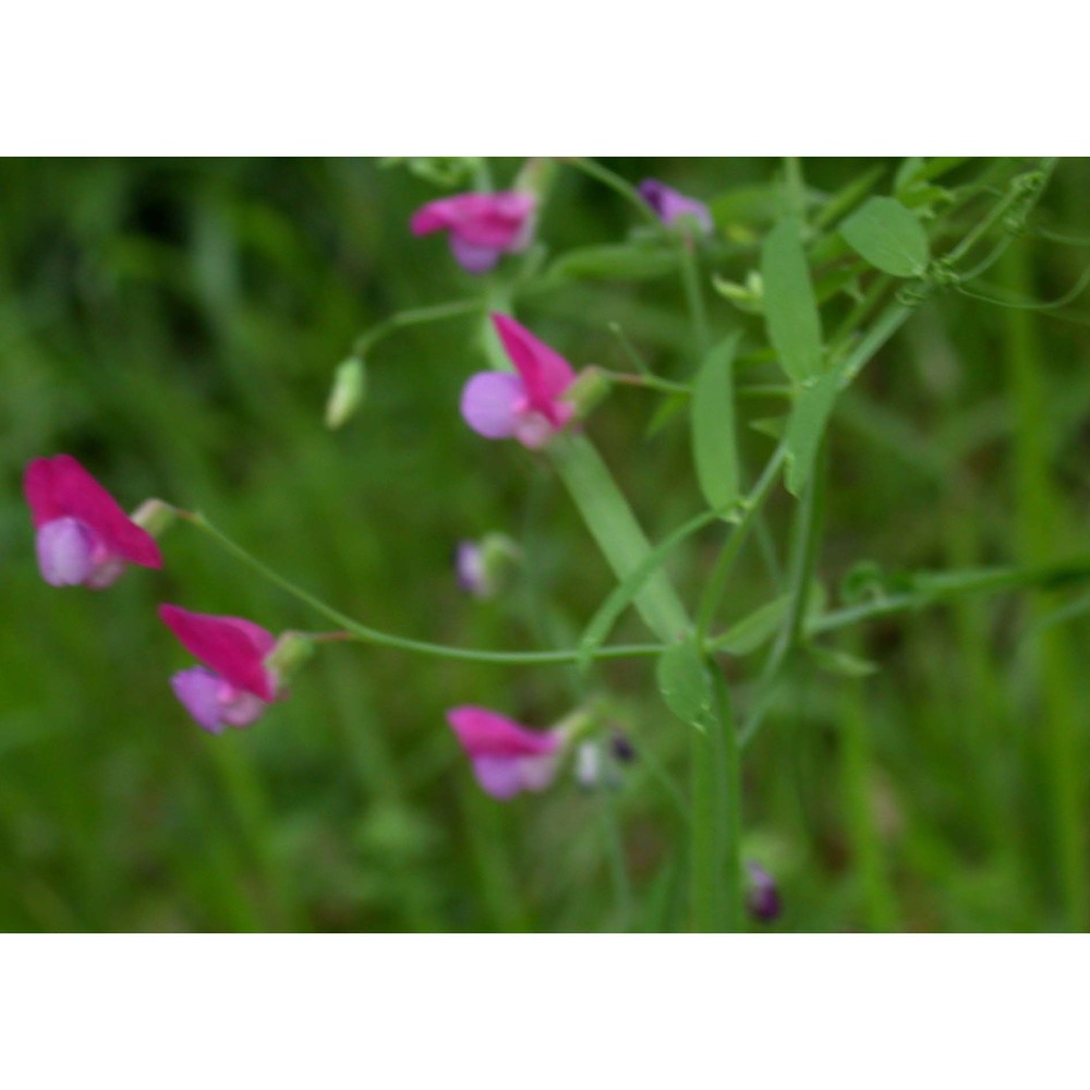 lathyrus clymenum l.