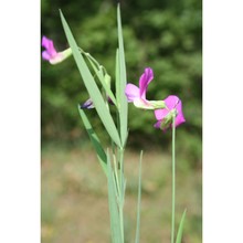 lathyrus digitatus (m. bieb.) fiori