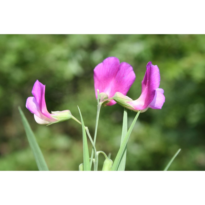 lathyrus digitatus (m. bieb.) fiori