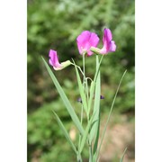 lathyrus digitatus (m. bieb.) fiori