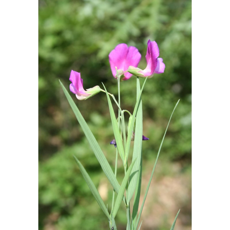 lathyrus digitatus (m. bieb.) fiori