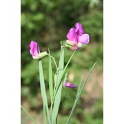 lathyrus digitatus (m. bieb.) fiori