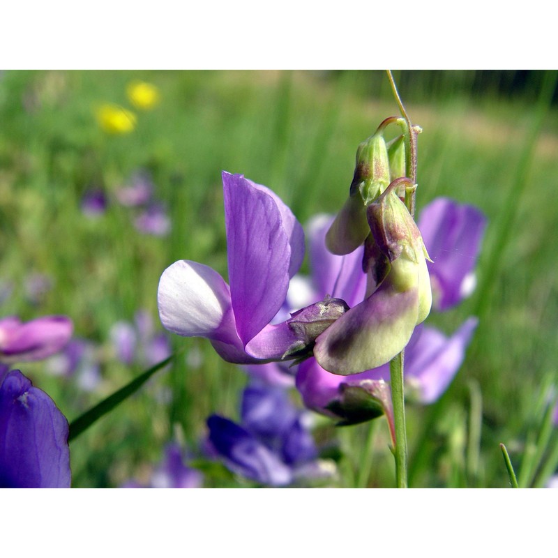 lathyrus filiformis (lam.) j. gay