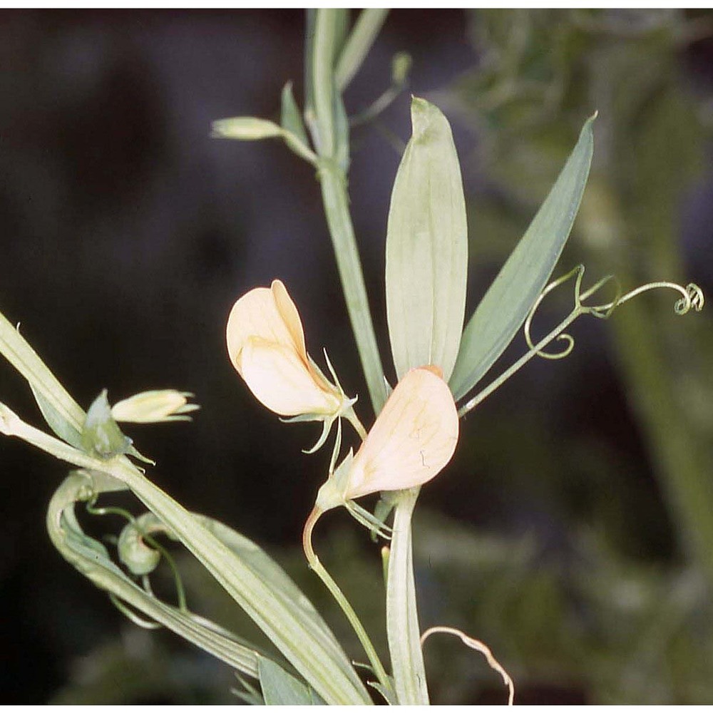 lathyrus gorgoni parl.