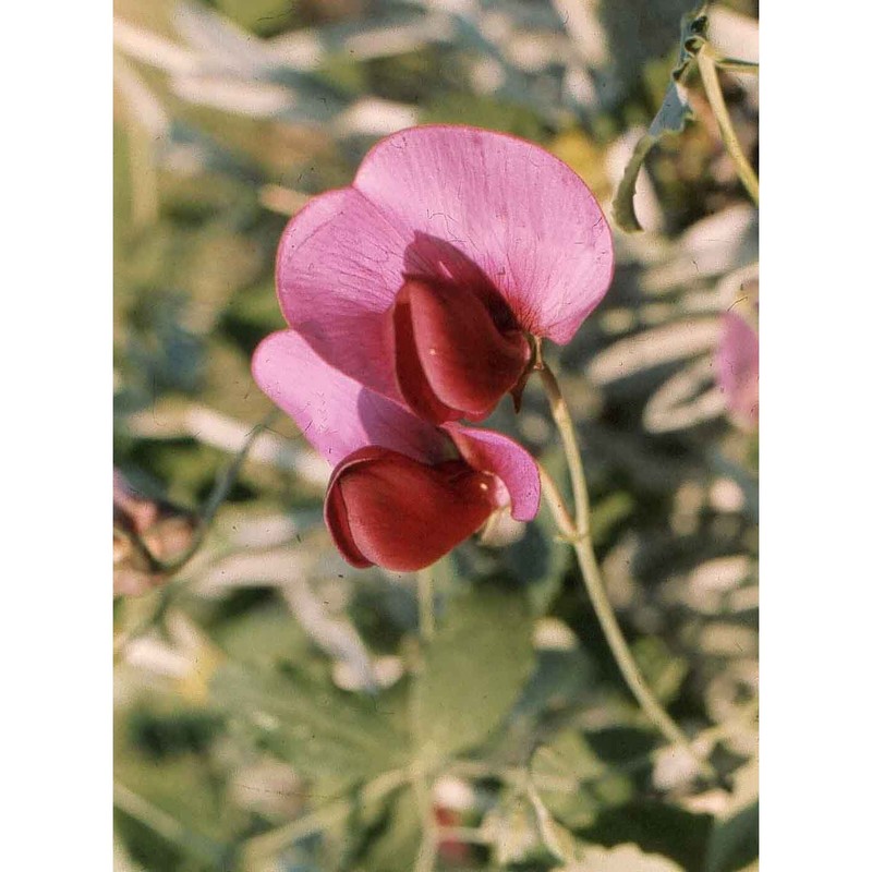 lathyrus grandiflorus sibt. et sm.