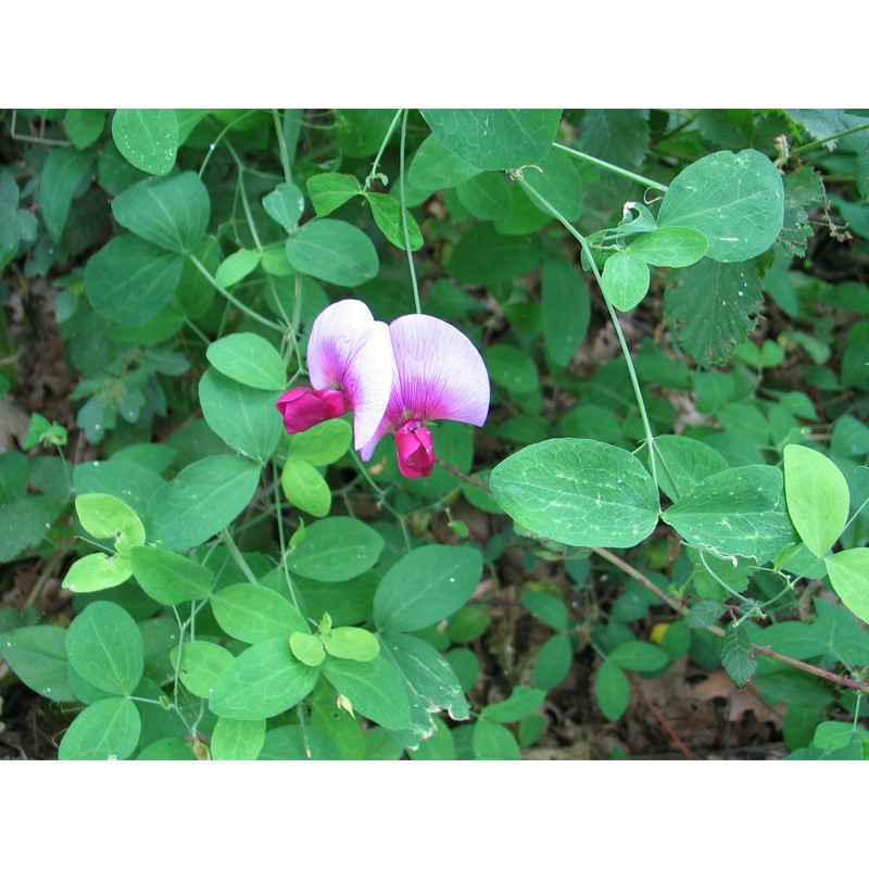 lathyrus grandiflorus sibt. et sm.