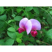 lathyrus grandiflorus sibt. et sm.