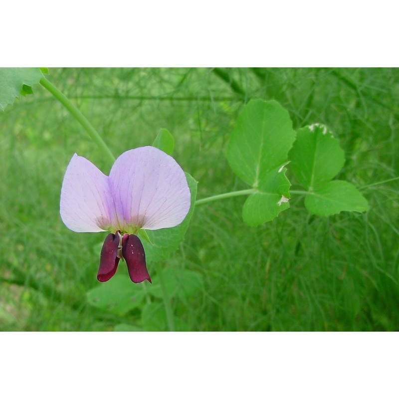 lathyrus grandiflorus sibt. et sm.