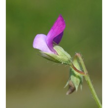 lathyrus hirsutus l.