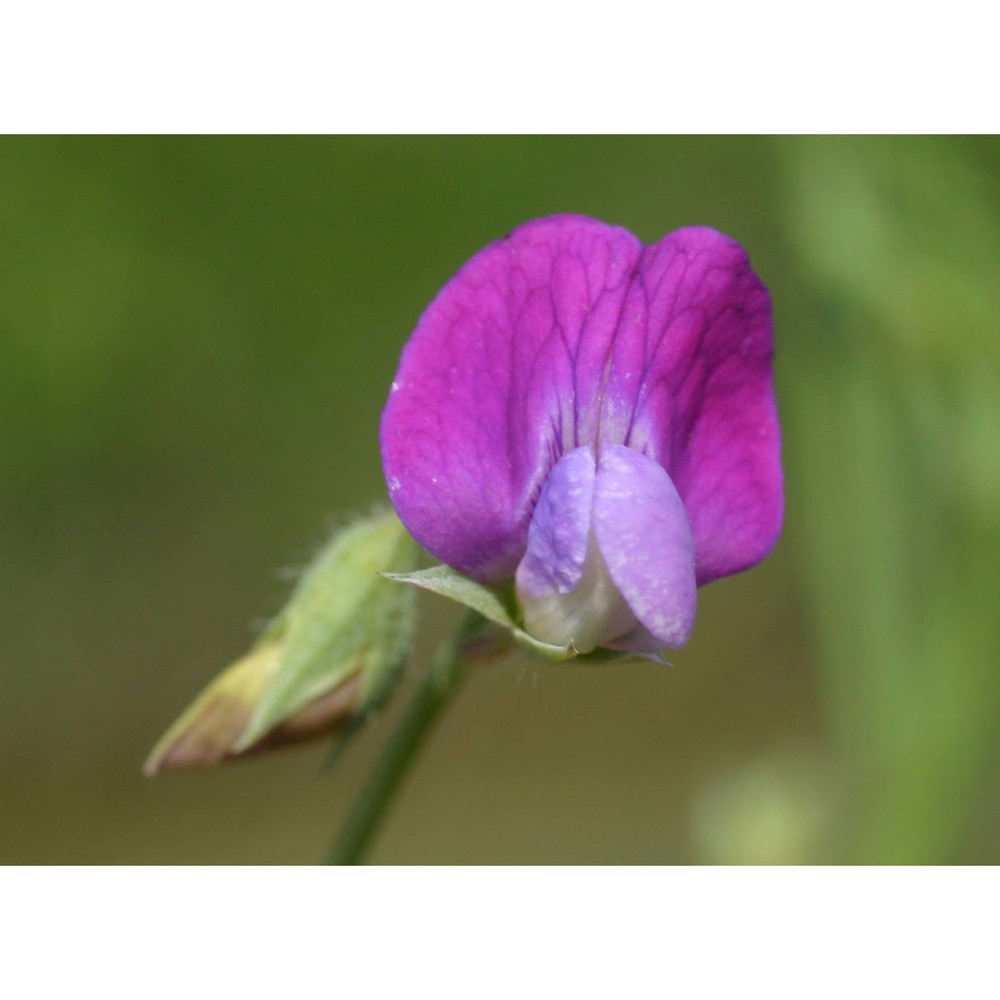 lathyrus hirsutus l.