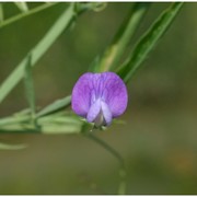 lathyrus hirsutus l.