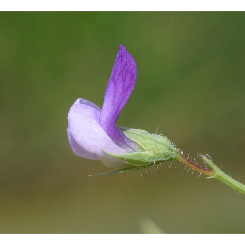 lathyrus hirsutus l.