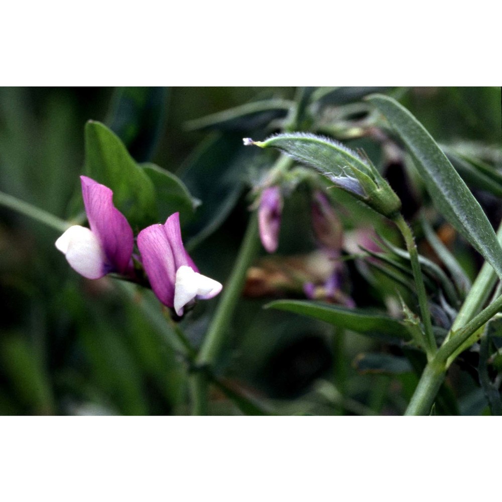 lathyrus inconspicuus l.