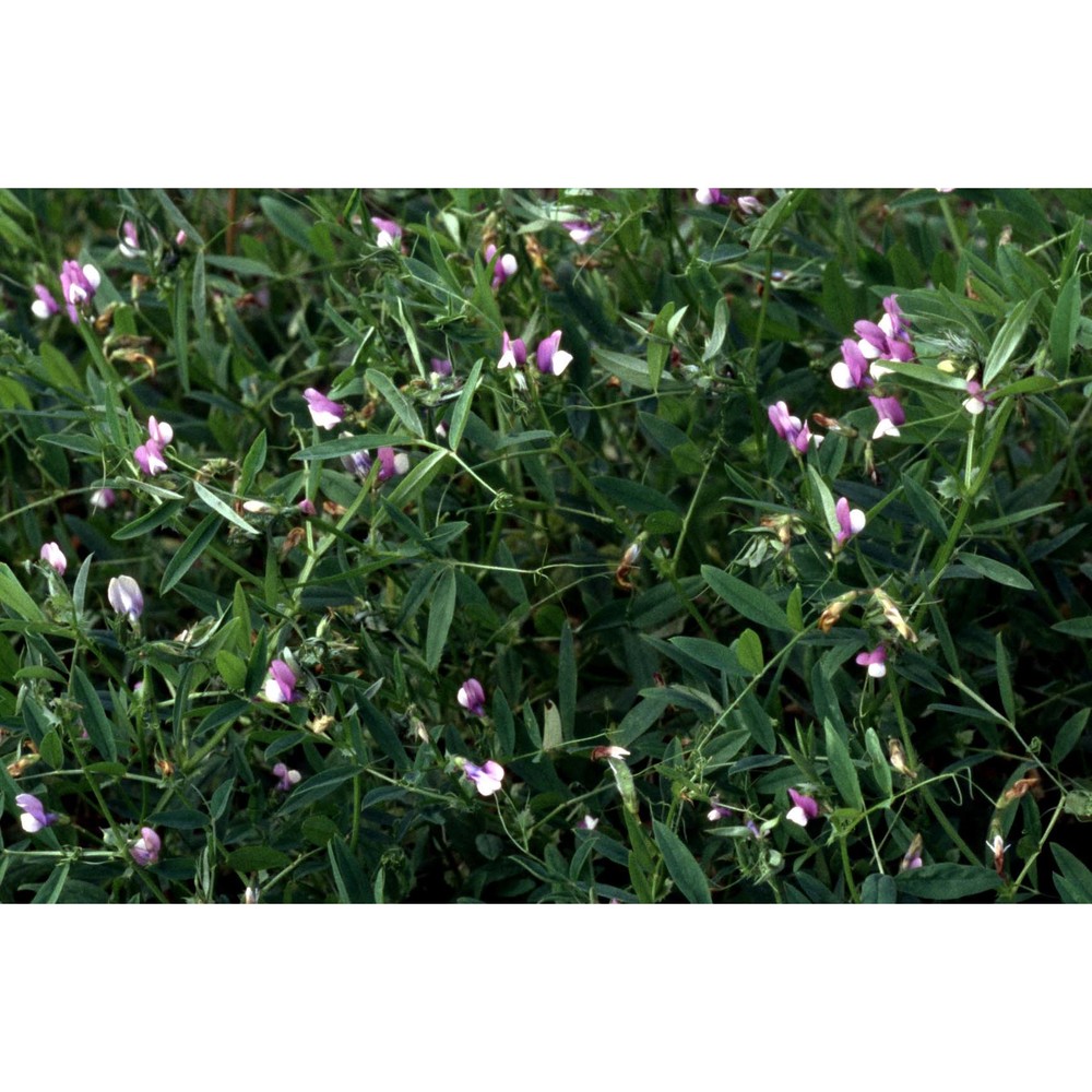 lathyrus inconspicuus l.