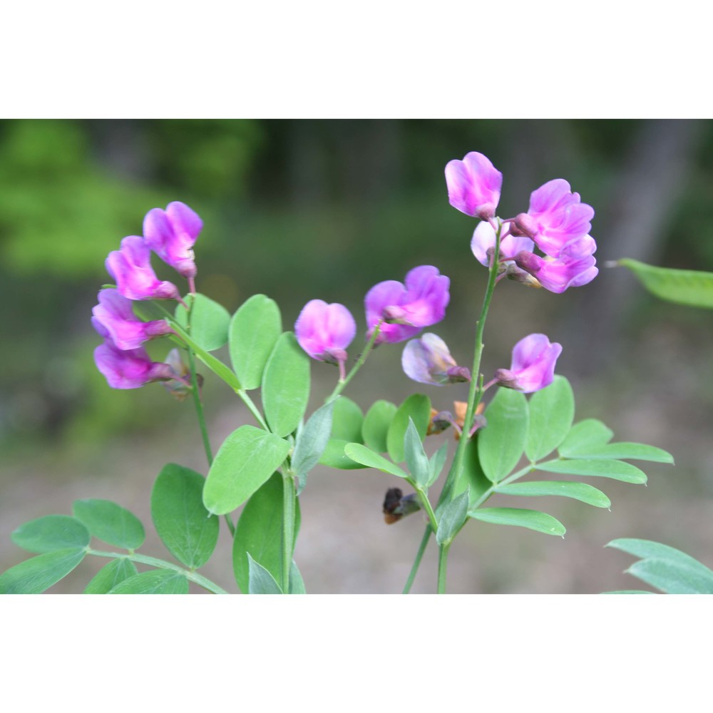 lathyrus jordanii ten.