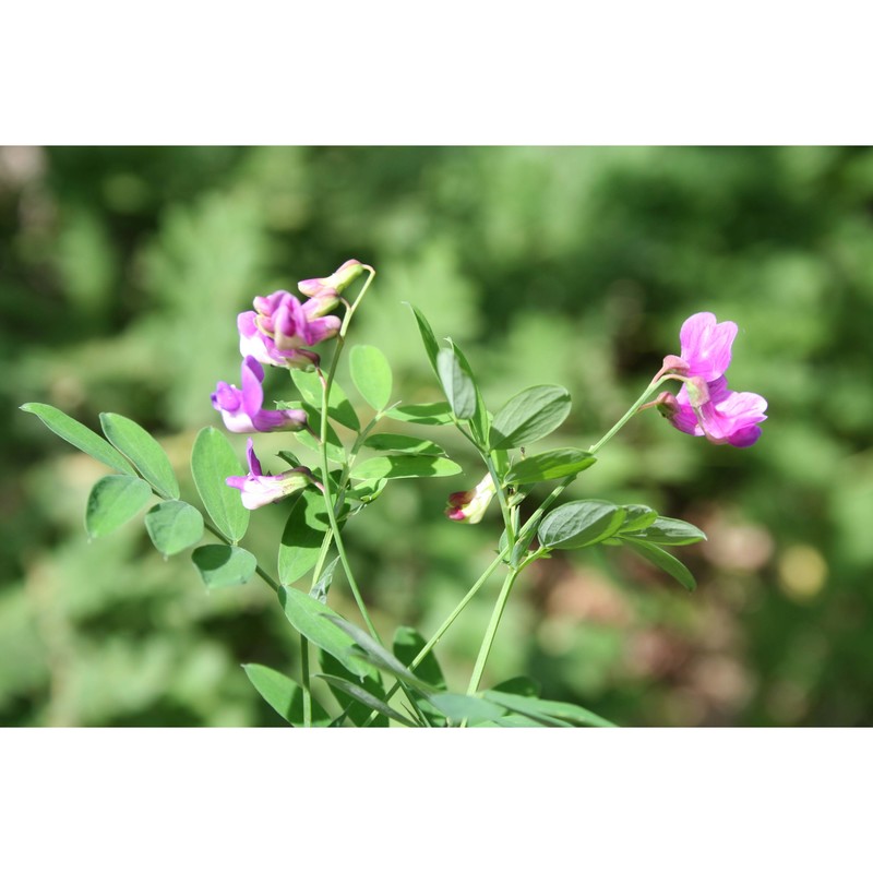 lathyrus jordanii ten.