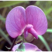 lathyrus latifolius l.