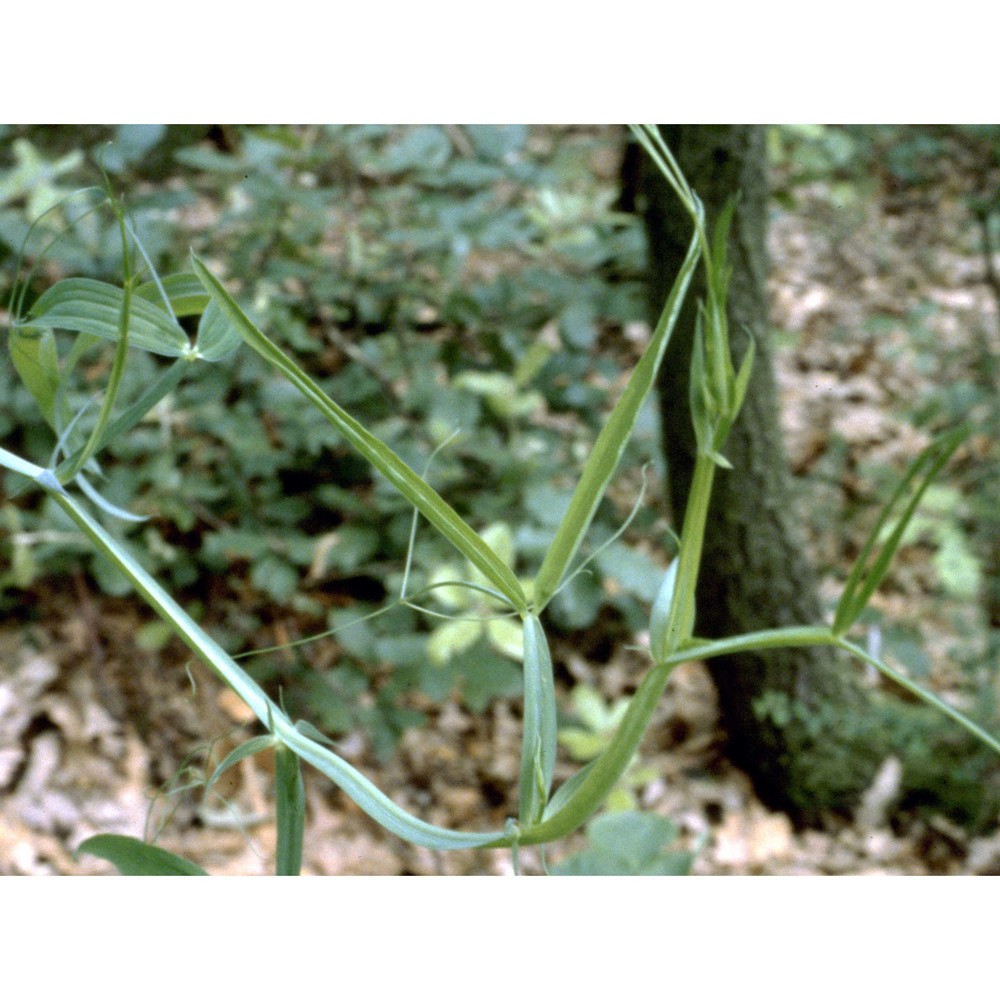 lathyrus latifolius l.