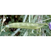 lathyrus latifolius l.